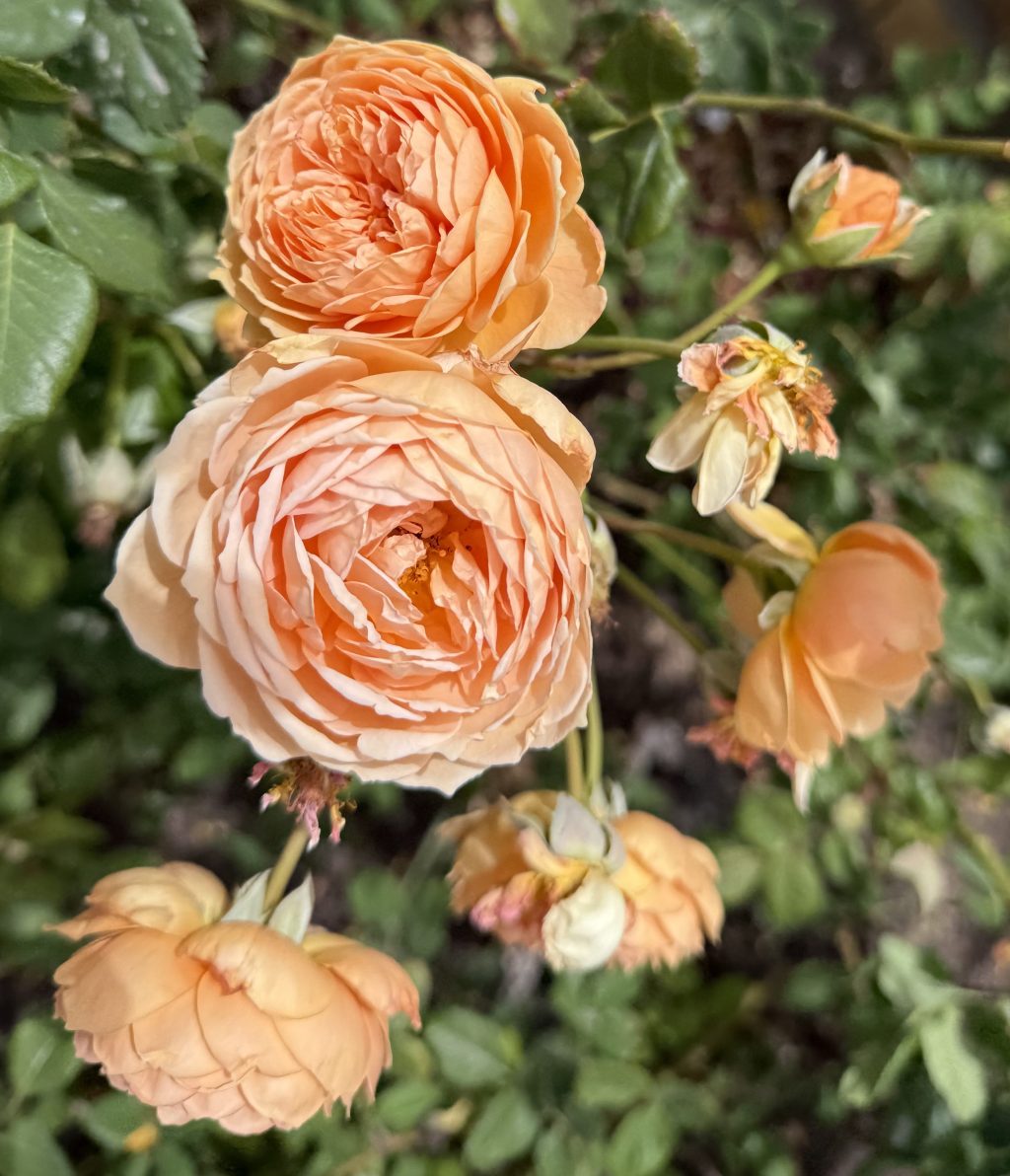 Spring Day in El&nbsp;Paso